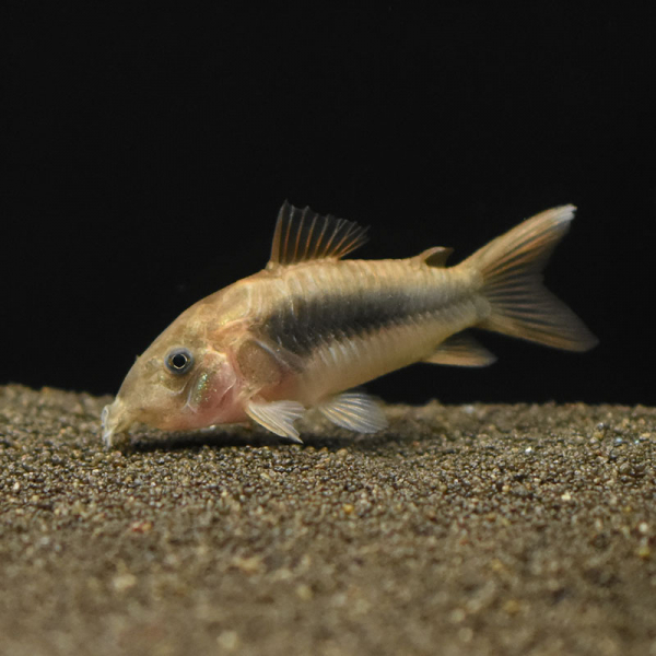 Metallpanzerwels, Corydoras aeneus